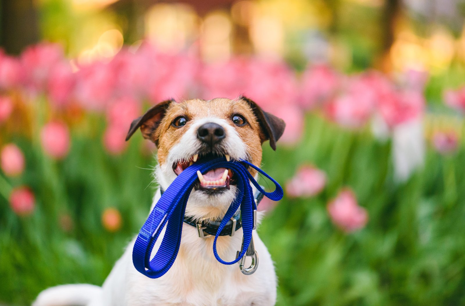 KSS-Dog-with-Leash-Flowers