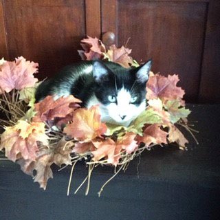 Scotty in Fall Setting