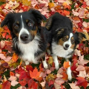 Stella's Next Chapter - 2 Pets