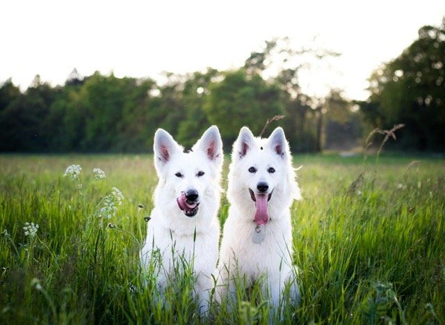 2 White dogs