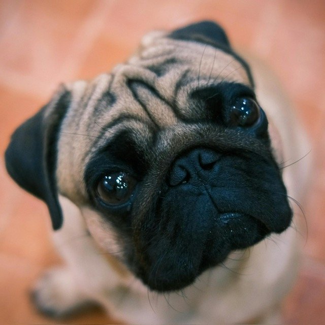 Pug